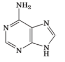 4: Adenine